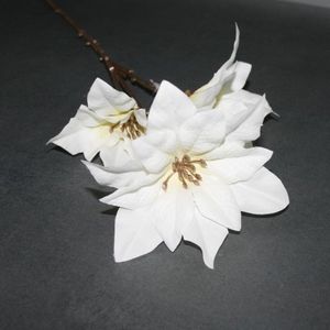 Poinsettie weiß